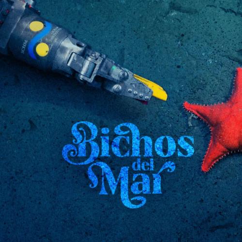 Bichos del mar